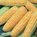 sweet corn